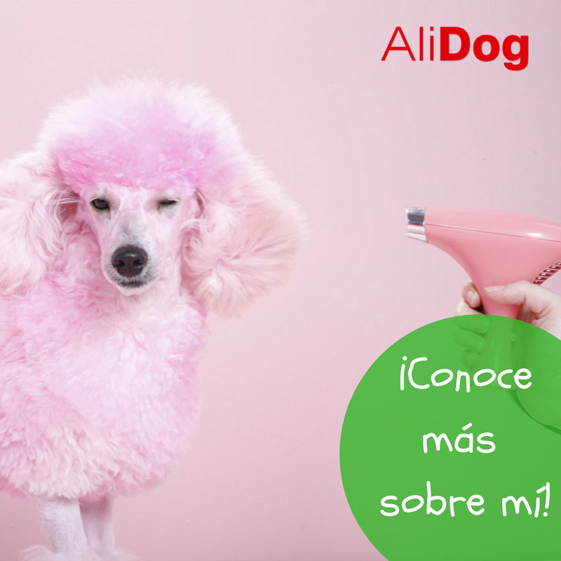 Aba_AliDog's tweet photo. ¿Te gustaría teñirle el pelo a tu #poddle de forma segura? Mira estos consejos que trae #AliDog para ti --> https://t.co/LqfI8x4lwU https://t.co/hY2VLS2op5