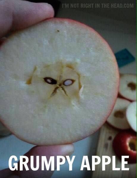 VeganHumor_'s tweet photo. #GrumpyCat is such a crabapple https://t.co/MUnsLqcOAZ