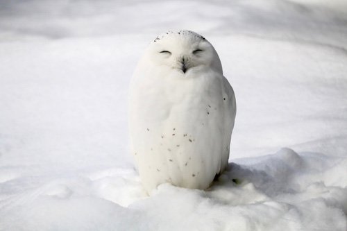 フクロウとミミズクの違いに全俺が泣いた！
違いと意味.net/%E7%94%9F%E3%8…
フクロウもミミズクも、クロウ目フクロウ科の鳥であり、世界全体では約140種ほどが見つかっている。日本では現在10ほど生息している。フクロウもミミズクも生物学的には同じ種別に該当する。フクロ…