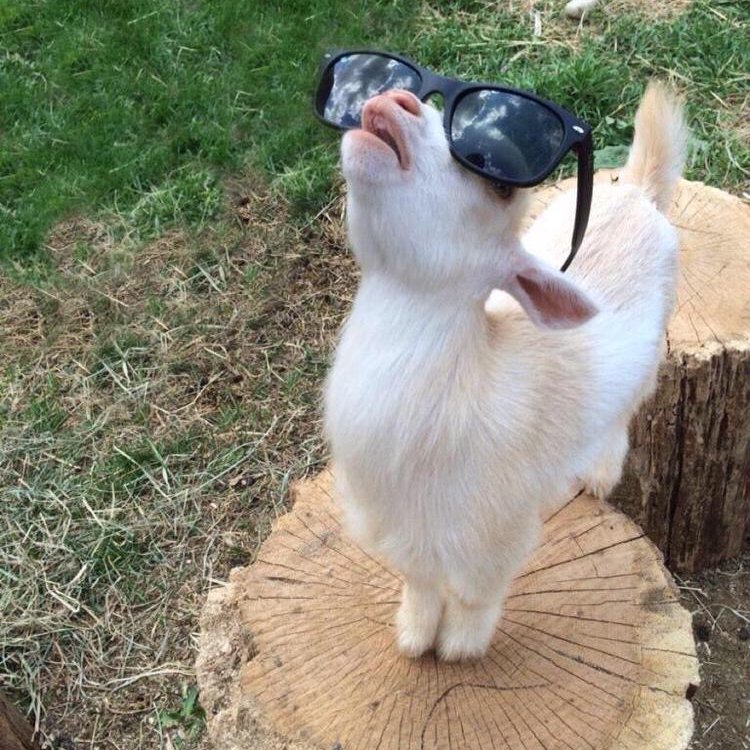 christophmarckx's tweet photo. Just a lil goat called Billy with sunglasses, because we can! #lilbilly #Rodingo https://t.co/ZR6G2ZtE5r