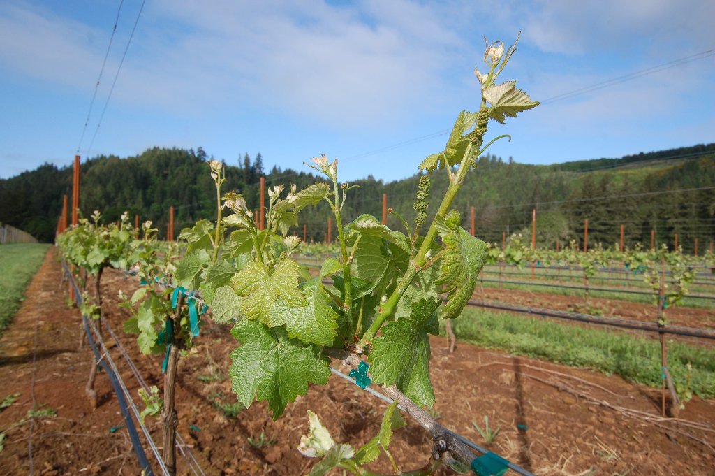 vineyard_posts's tweet image. #pali_per_vigneti #pali_in_acciaio #steel_posts #vineyard #piquets_de_vigne #prosecco #champagne #franciacorta