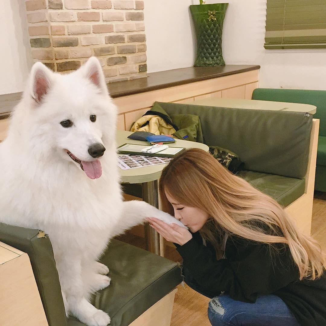 JangHeizeHeize's tweet photo. Bu köpek çok sevimli! 😍🐶 https://t.co/lc0Y5AojOd
