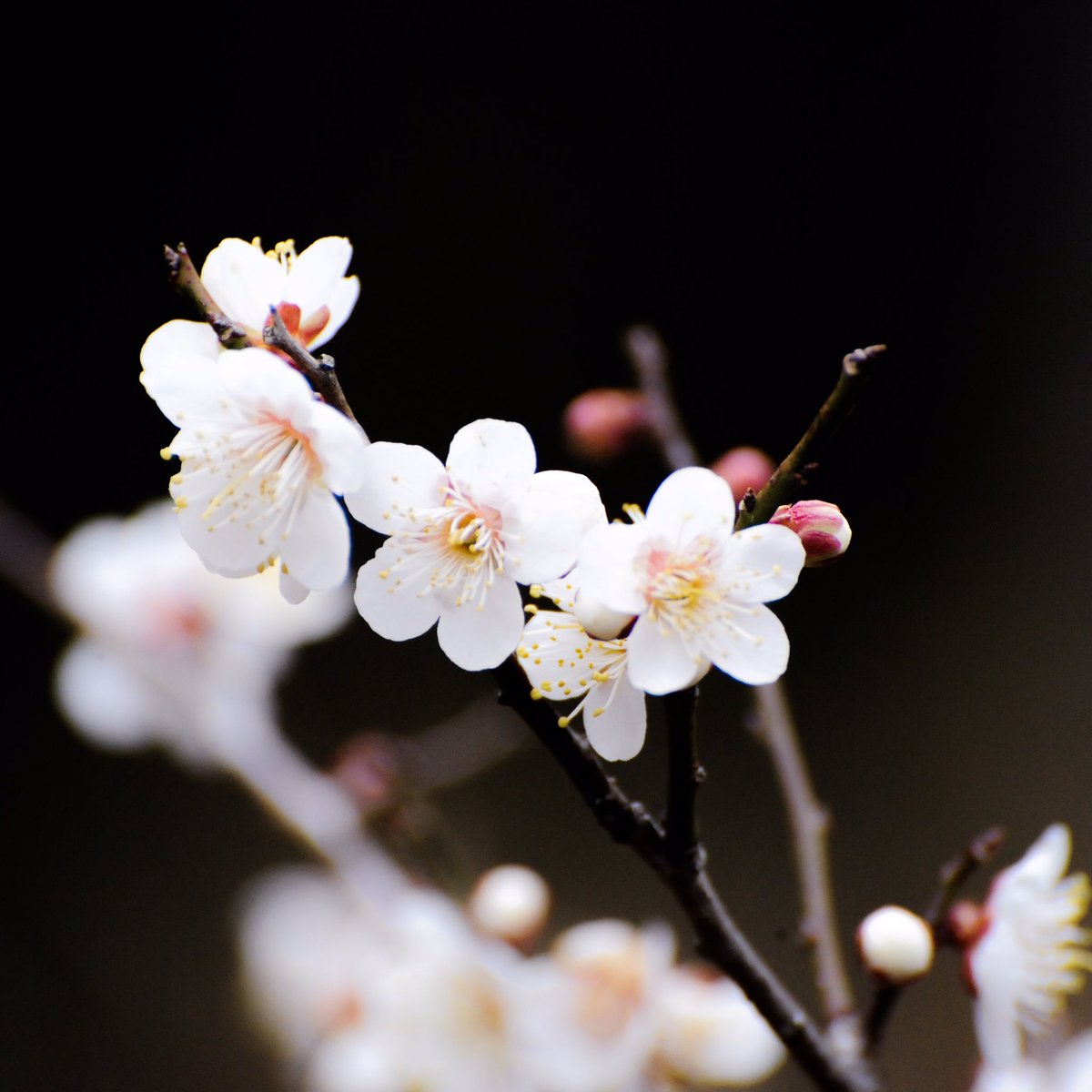 aso_collection's tweet photo. 【梅の花】
Japanese plum blossom.

阿蘇では梅の花がよく見られる季節になりました♬阿蘇へ一足早い花見に来ませんか？！

阿蘇コレは
フェイスブック
https://t.co/xb48sUgMDk
ホームページ
https://t.co/Bwr3FACvU0 https://t.co/u9pBLfSHfc