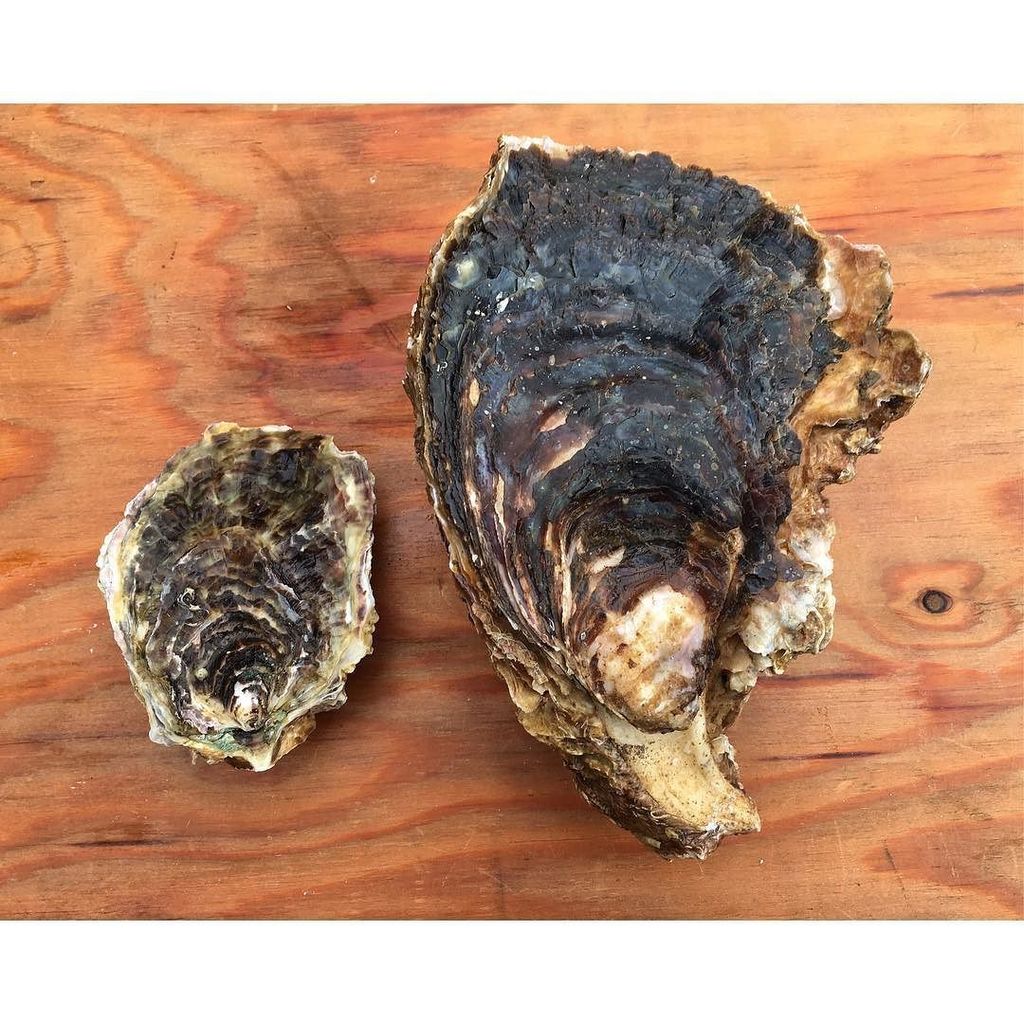 岡山八朗兵衛商店 A Twitter 岩牡蠣 左 真牡蠣 右 岩牡蠣 真牡蠣と岩牡蠣は ネコとトラほどの違いがある なんて言われることもあります 岡山八朗兵衛商店 京都 舞鶴 舞鶴港 T Co Yjqq401ryg