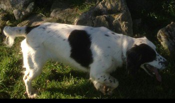 Pls RT #Lost #dogs
Flora &amp; Bella Cocker Spaniels
Missing from Tros yr afon #Bodorgan #Anglesey #LL62 
26 Feb 2017 doglost.co.uk/dog-blog.php?d…