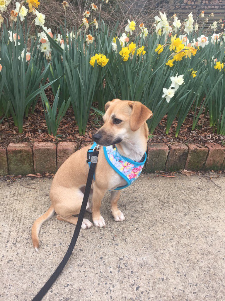 laurenplude's tweet photo. Someone is ready for Spring! 🐶❤️ https://t.co/auBWN0rAfs
