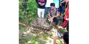 hitamkurus's tweet photo. HEBOH! Ular Piton Sepanjang 9 Meter di Mandalle Pangkep https://t.co/raAUBsrVZZ #PojokPangkep #beritapangkep https://t.co/ges8PycmFY