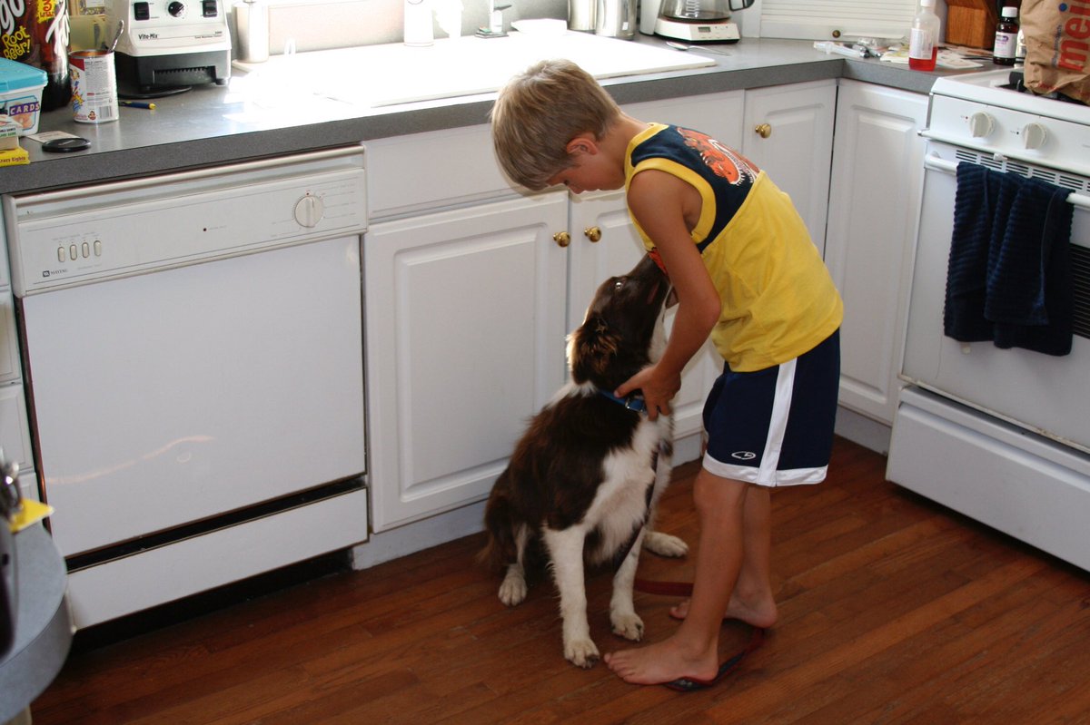 jake_push's tweet photo. RIP Jax❤ You've been my best friend for the past 11 years and the sweetest most loving dog I could of asked for. I'll miss you buddy. https://t.co/tAcxOOuduM