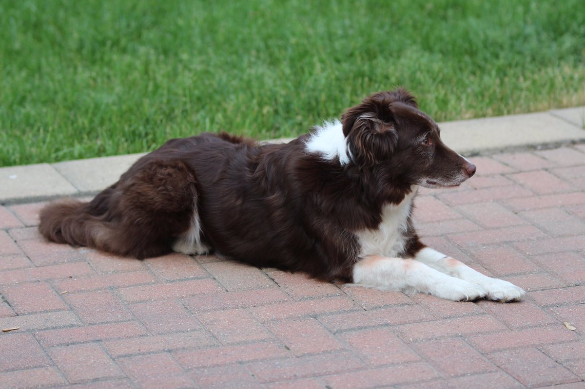 jake_push's tweet photo. RIP Jax❤ You've been my best friend for the past 11 years and the sweetest most loving dog I could of asked for. I'll miss you buddy. https://t.co/tAcxOOuduM