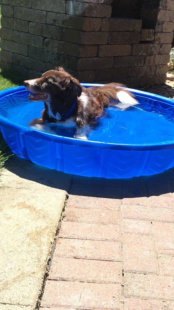 jake_push's tweet photo. RIP Jax❤ You've been my best friend for the past 11 years and the sweetest most loving dog I could of asked for. I'll miss you buddy. https://t.co/tAcxOOuduM