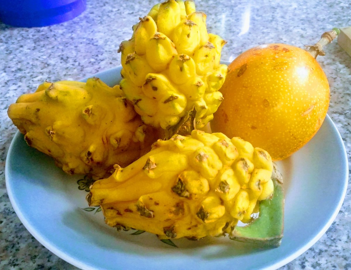 XimenaNutrition's tweet photo. Life will b boring without #fruits. 2 of my fave #colombian fruits La vida seria incompleta sin frutas.  2 qme #fascinan #pitaya #granadilla https://t.co/mYBnokhVbJ