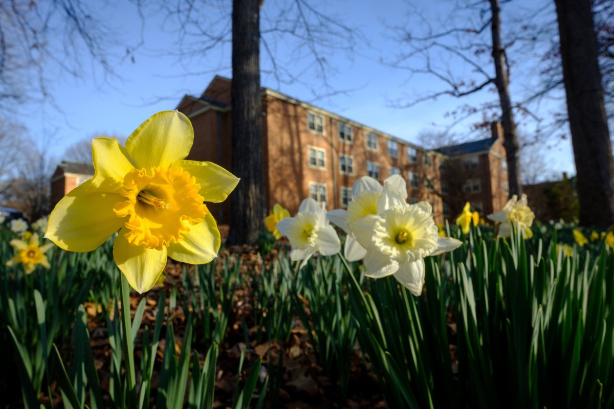 WakeForest's tweet image. An early arrival of #SpringintheForest // Photo by Ken Bennett, WFU // More from behind the lens → wakeforest.tumblr.com