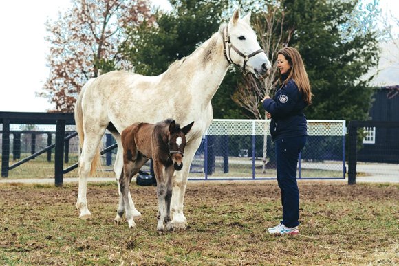 Hester Equestrian HITS the Road and Welcomes First Foal! icontact-archive.com/8w9pKg2WvQ1PYV…