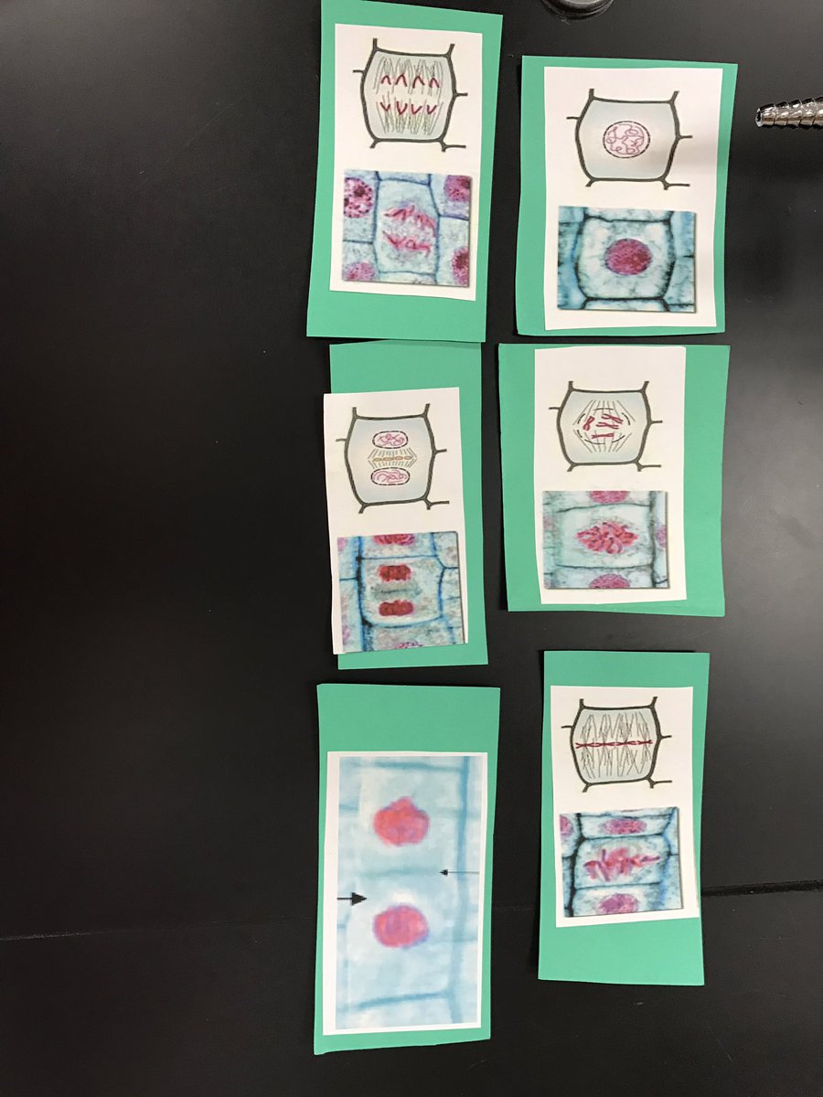 BioResearch20's tweet image. Plant cell mitosis steps