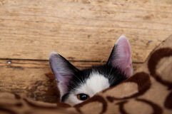 #ThatNoiseUnderMyBedIs my cat... at the weirdest times