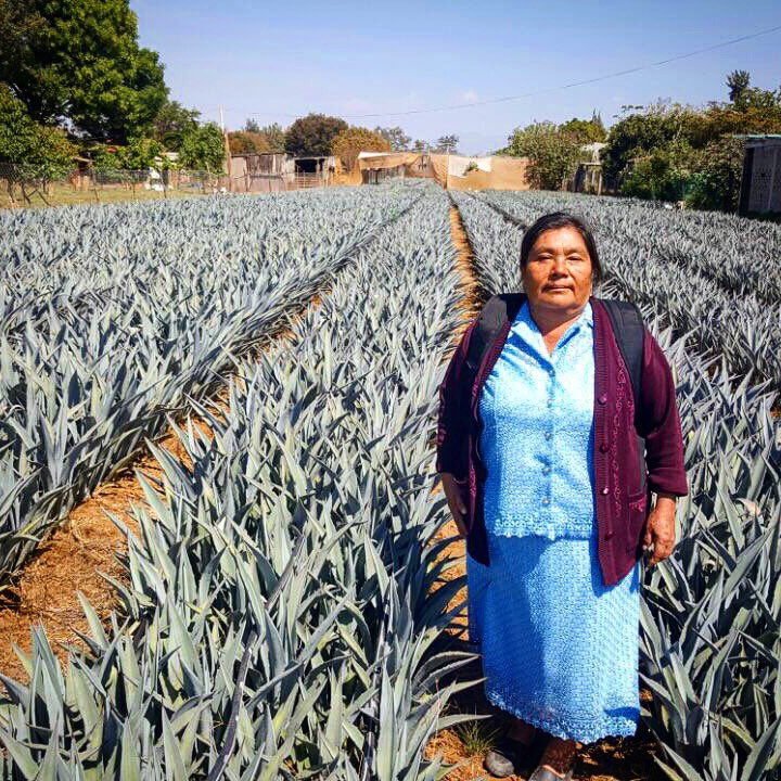 Our matron of #maguey, Doña Gloria, overlooking her land. Everything at #Mezcal Los Javis is authentically #artisanal 🌱  #Tradition #Oaxaca