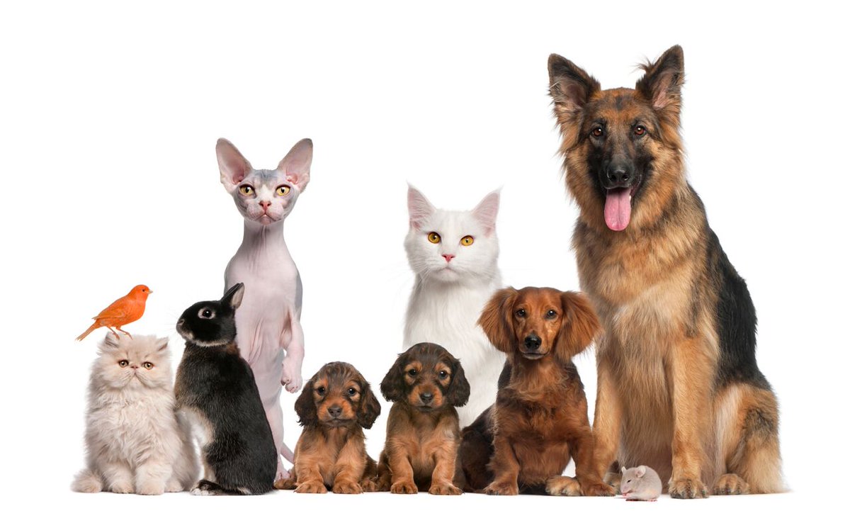DVMElite's tweet photo. Check out these 6 tips for bringing your veterinary waiting room experience to the next level. https://t.co/MSAKotFYDq https://t.co/B2QNLryMld