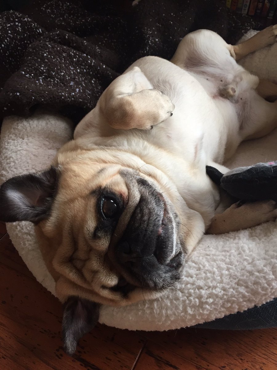 BodieSpanky's tweet photo. Just lying here waiting for #pugchat It never comes quickly enough! Hosted by @HamiltonPug at 7:00 pm!! #pugs #passmeasnack #inrepose https://t.co/eZk3BMlXUX