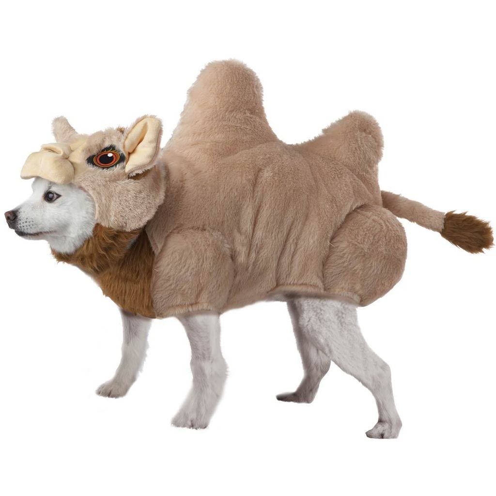 FireDept_Dog's tweet photo. keep doing what you're doing everyone, friday's almost here, get over that hump! #wednesday #humpday #camel #dog #cameldog https://t.co/QKDpMmXBUc