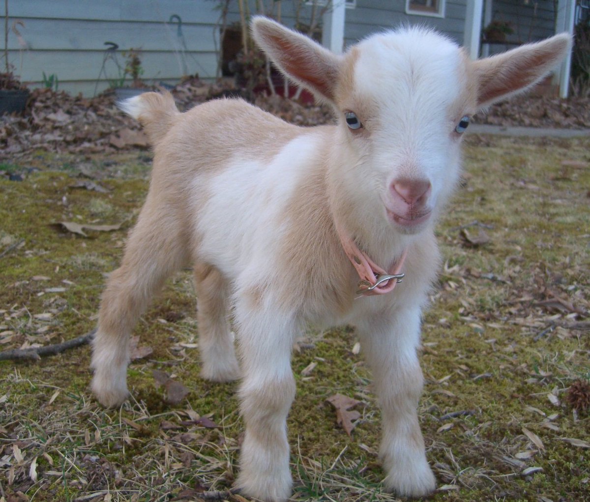 sniffCode's tweet photo. Got urgent marking to get done, so of course I’m blogging about goats: https://t.co/JiIvuVgc9A https://t.co/ya9n57D48z