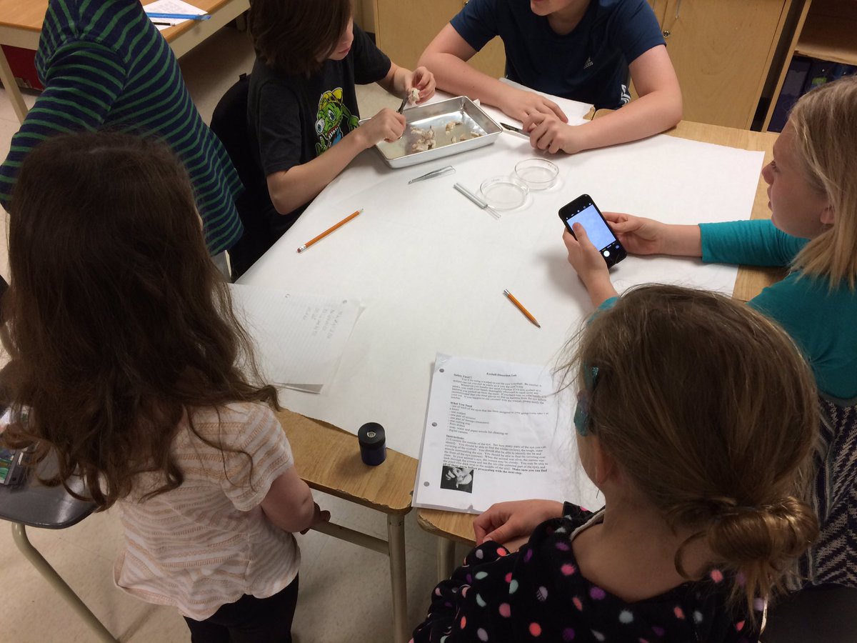 78BandedPeak's tweet photo. Comparing and contrasting cow, horse, sheep and pig eyeballs with our grade 3/4 buddies. https://t.co/Pk1rfIWEe6