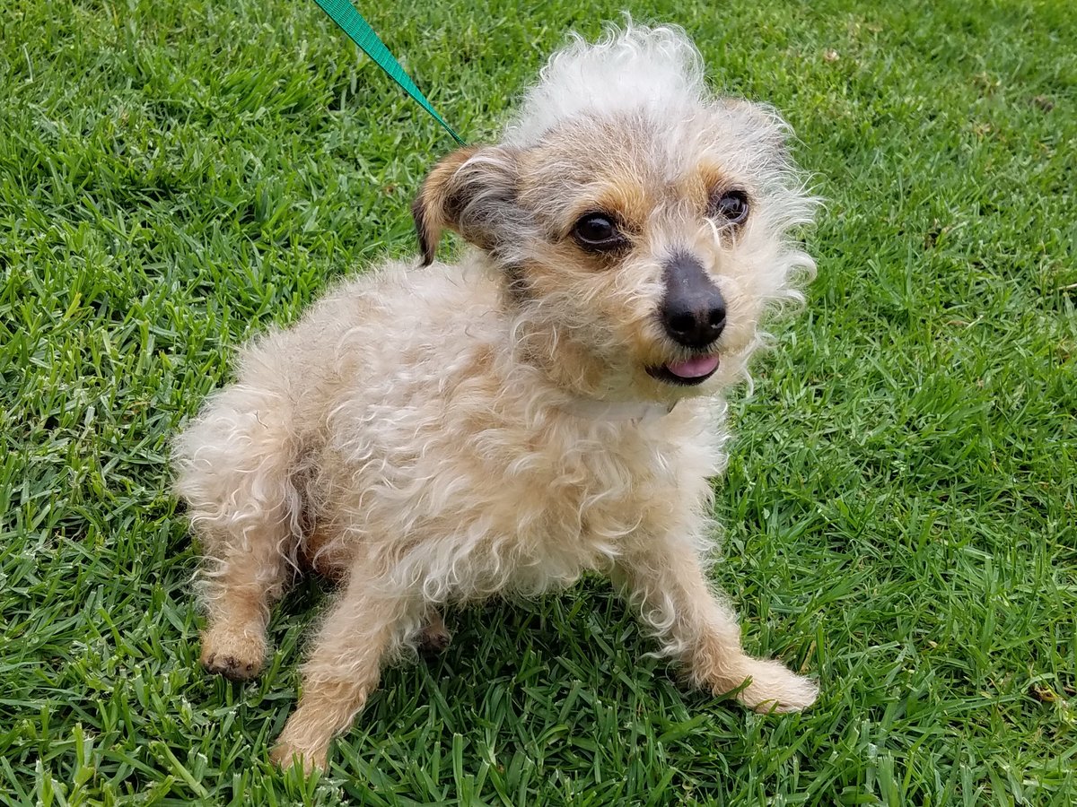 PerfPetRescue's tweet photo. Here are the 11 adorable dogs we have available for adoption here in Los Angeles. https://t.co/kk6yLvvwN4 https://t.co/2UWmWAeK0k