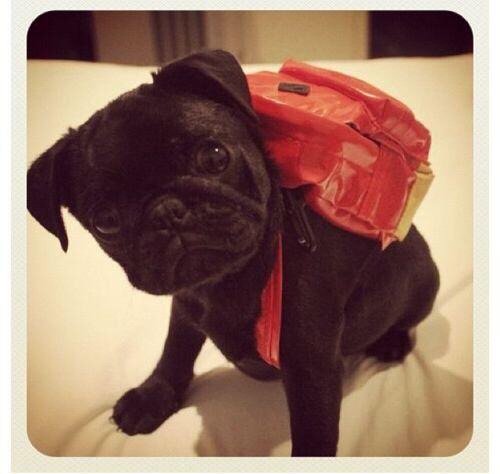 BlueprintFilm's tweet photo. Just to make you go "awwwwww" on a Wednesday afternoon... #pugsoftheweek #pugwednesday #cute #puppy #filmproduction https://t.co/pYYQ60u1qM