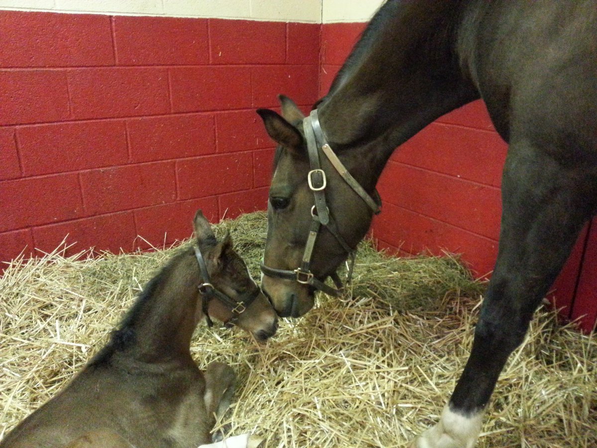 Ramsey_Farm's tweet image. BETH ANN'S KITTEN had a big WICKED STRONG colt this morning at 2:15am.  He is a strong handsome fella.