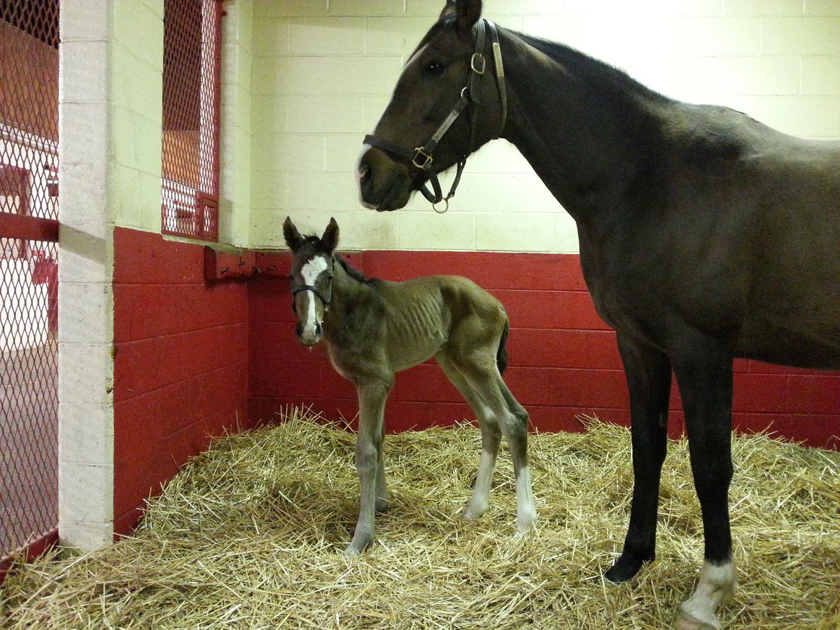 Ramsey_Farm's tweet image. BETH ANN'S KITTEN had a big WICKED STRONG colt this morning at 2:15am.  He is a strong handsome fella.
