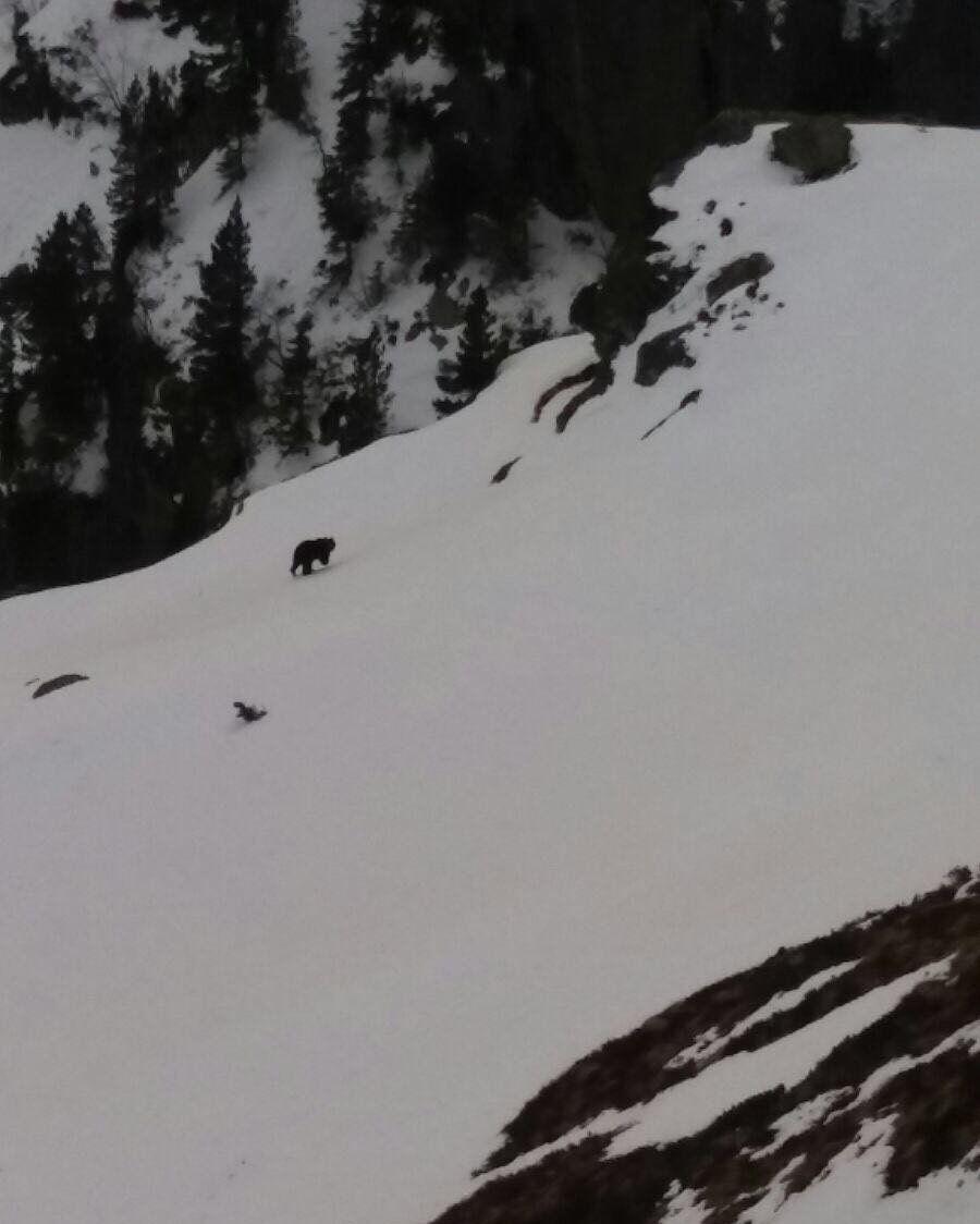 Prumèrs movements d’ossi dera sason ena Val d’Aran ow.ly/138P309tPiE