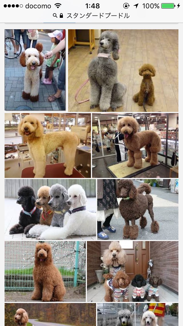 ザビオ兎丸 V Tvittere マッカチンが大型犬のスタンダードプードルと知って 勝生勇利がヴィクトルに憧れて飼った犬 がトイプードル 小型犬 でちょっと笑いそうになったし 私が飼ってたのは猫でした ザビオ兎丸 V Tvittere マッカチンが大型犬のスタンダードプードルと知って 勝生勇利がヴィクトルに憧れて飼った犬 がトイプードル 小型犬 でちょっと笑いそうになったし 私が飼ってたのは猫でした