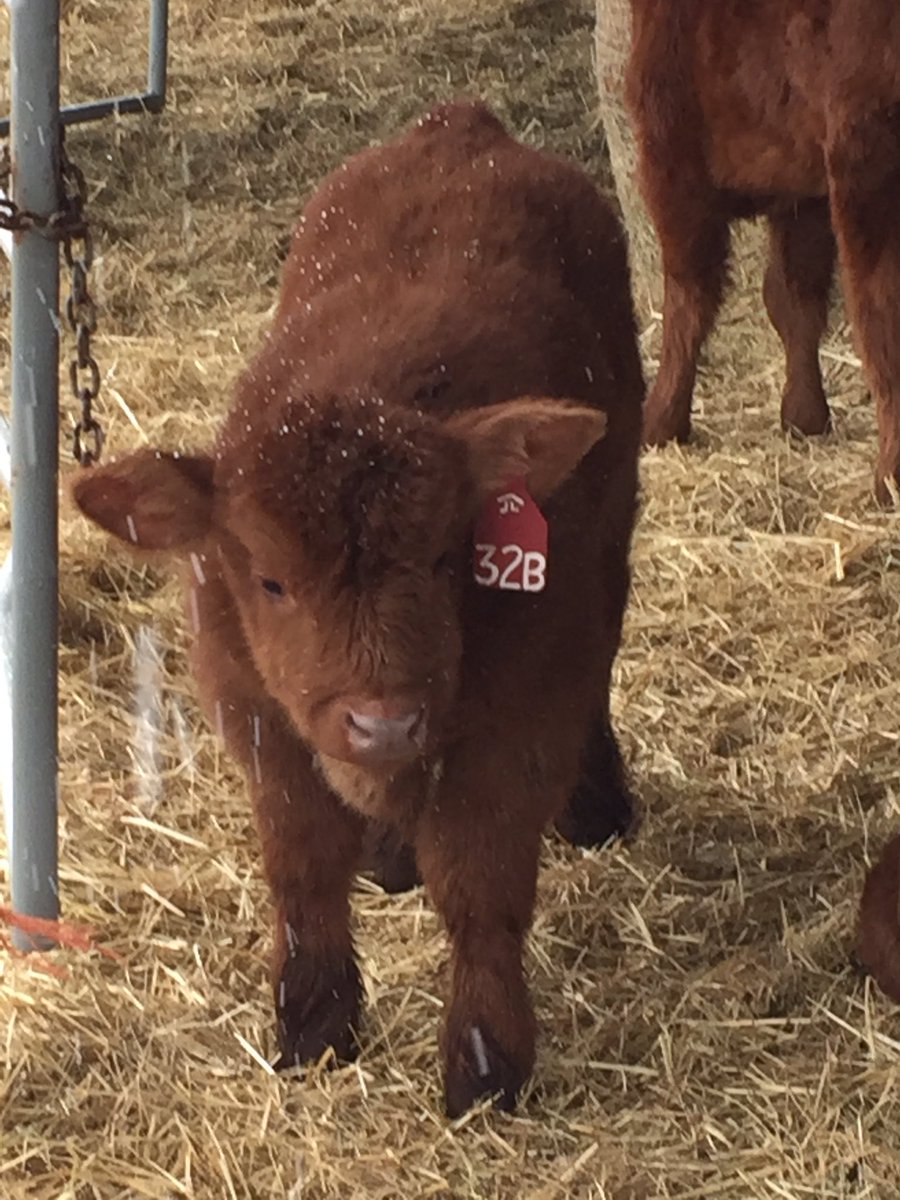 spadyfarmsBC's tweet photo. Thinking about breeding decisions? pretty sure this might help settle your mind. Bred by Brandon Blaine, BC #OneInTheChamber #BreedLautner https://t.co/sIK2Z53zDQ