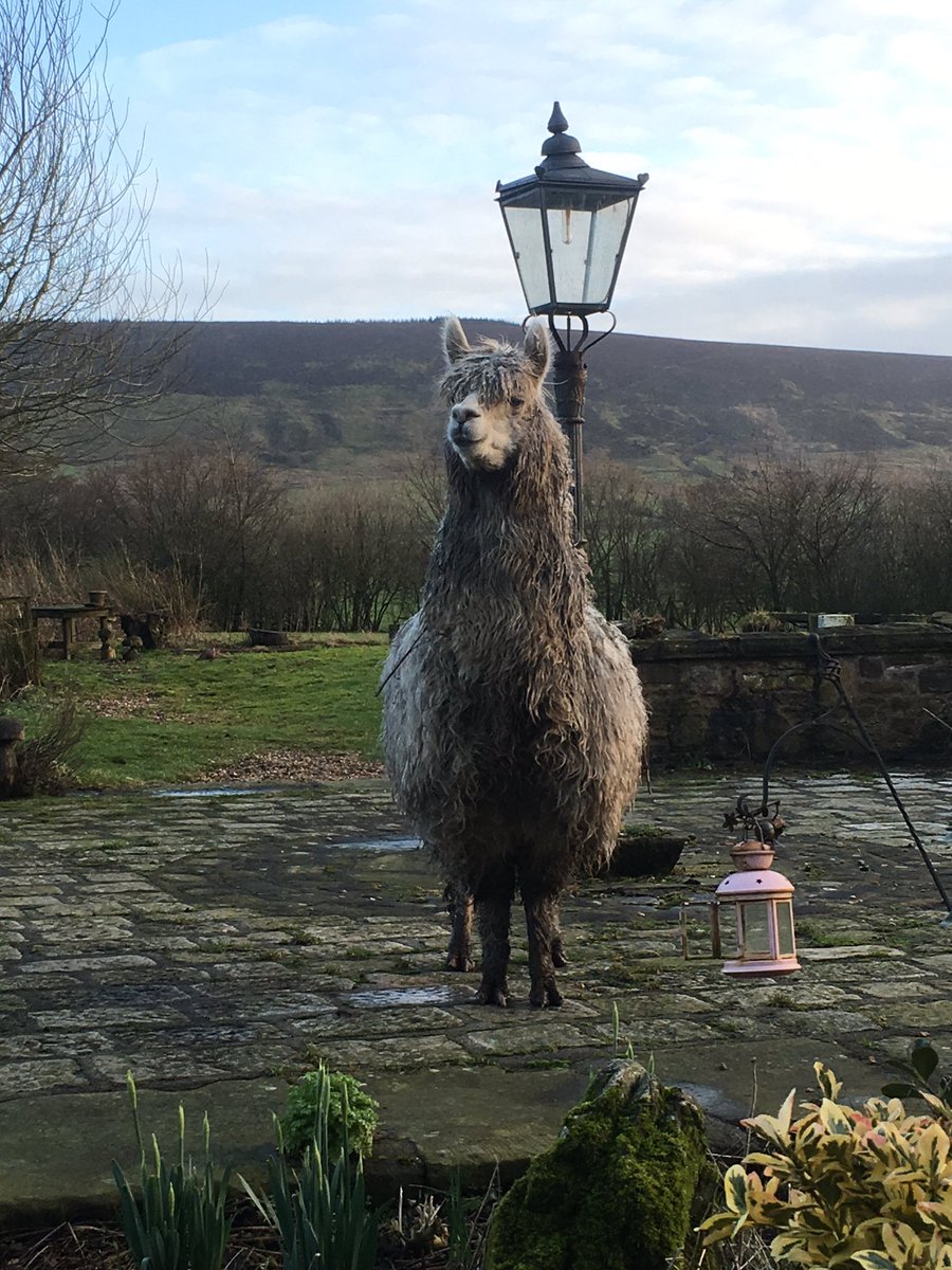 chayalier's tweet photo. still don't know why my mum decided to buy an alpaca but he's such a lad https://t.co/ywIw4dAgqD