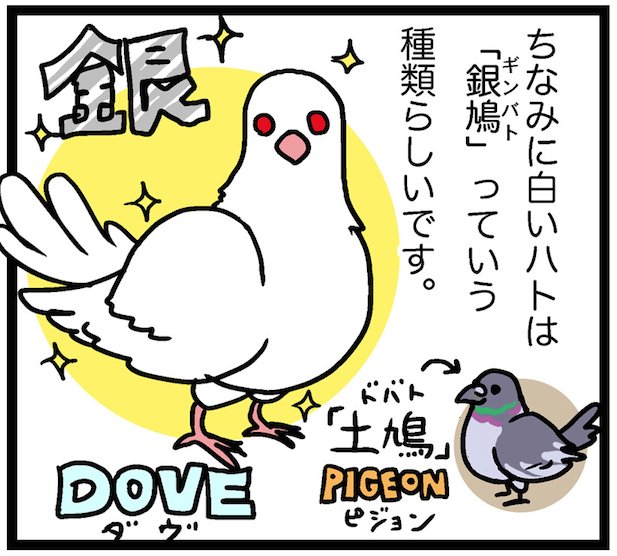 تويتر 鮭夫 ヒトミ先生の保健室 6 11に発売しました على تويتر Foorina そういえば英語だと白い鳩がdoveで土鳩とかがpigeonという呼び方の違いがあるらしい 飼ってたとき調べた んですが フランス語もpigeonの綴りは一緒なんですね 白と土鳩の違いとは