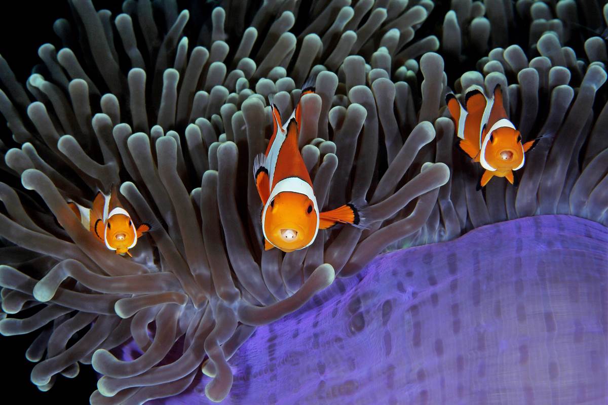 Underwater Photographer of the Year Results
crwd.fr/2mFuic4