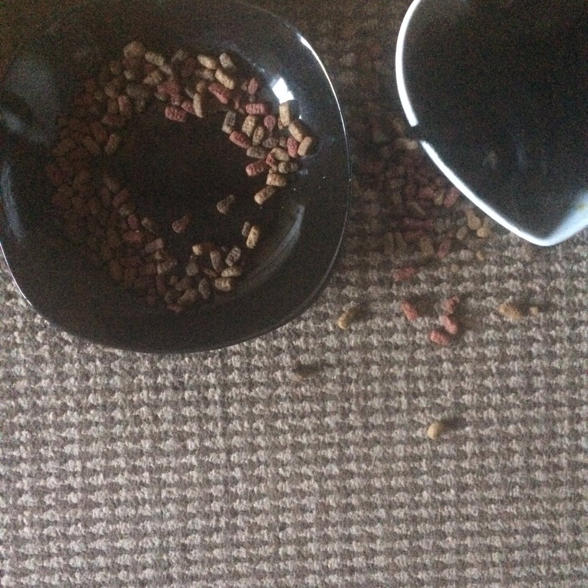 Sara_Broadhurst's tweet photo. When you cat just doesn't give a fuck and blatantly throws his dinner all over the floor! 😑 #cheersthen https://t.co/WSa1zwFd76