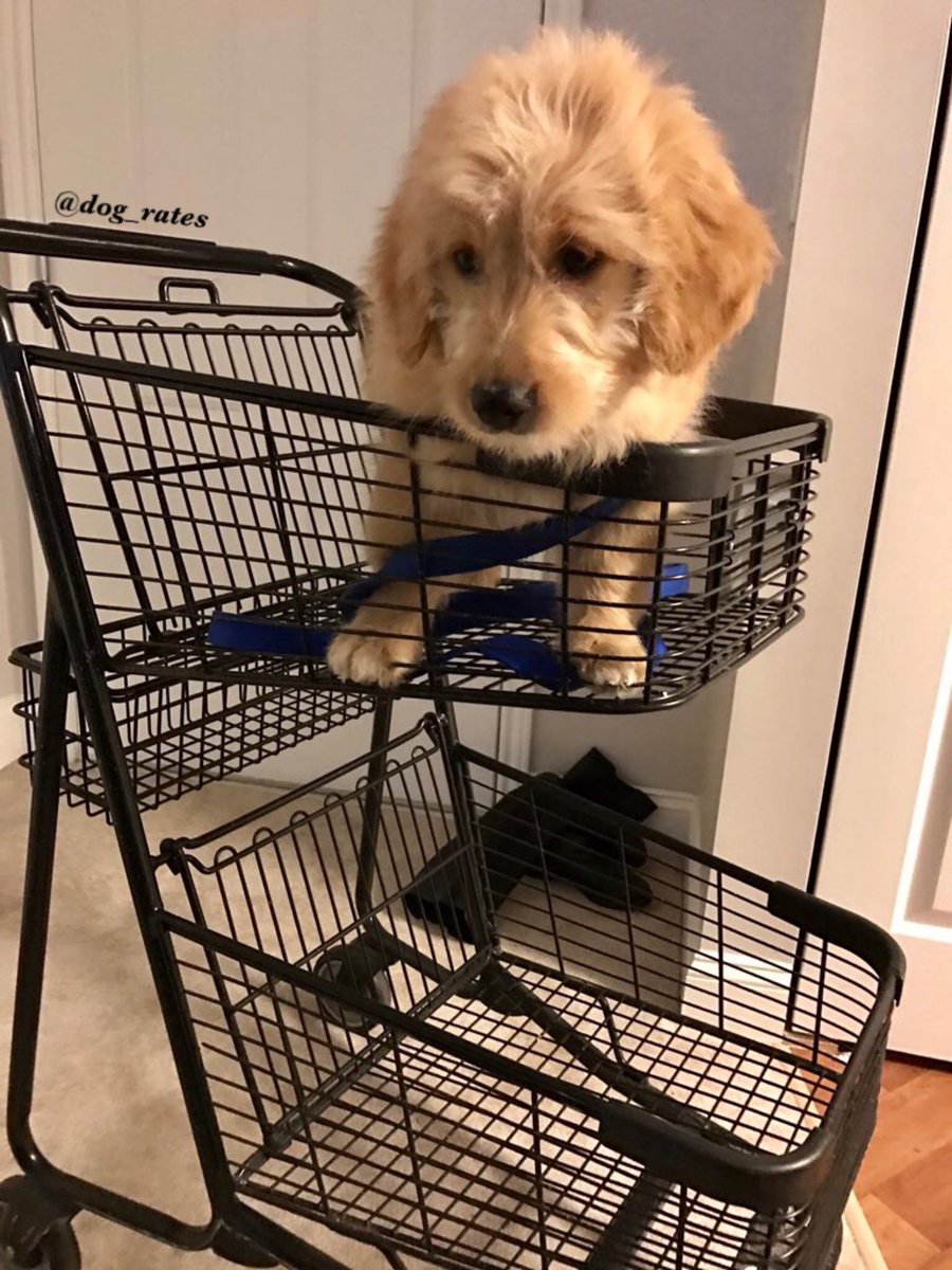 dog_rates's tweet image. This is Mookie. He really enjoys shopping but not from such high altitudes. Doin him quite the concern. 12/10 someone lower him
