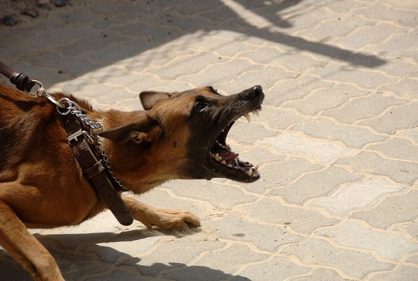 What Happens if a #Dog Bites Someone on Your #Property? Here are a Few Different Scenarios: ow.ly/sCRn309tVQn