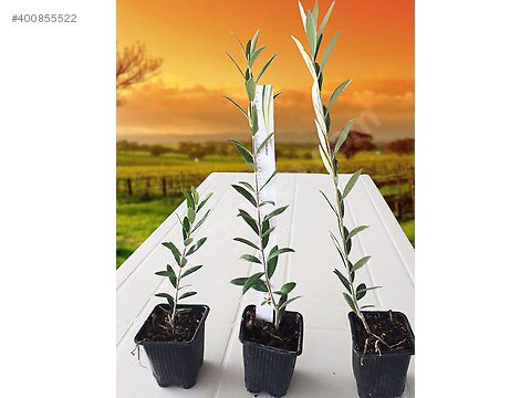 ***ARBEQUİNA ZEYTİN FİDANI YAĞLIK ZEYTİNCİLİĞİN YENİ GÖZDESİ***
İlan No: 400855522
sahibinden.com/ilan/ikinci-el…