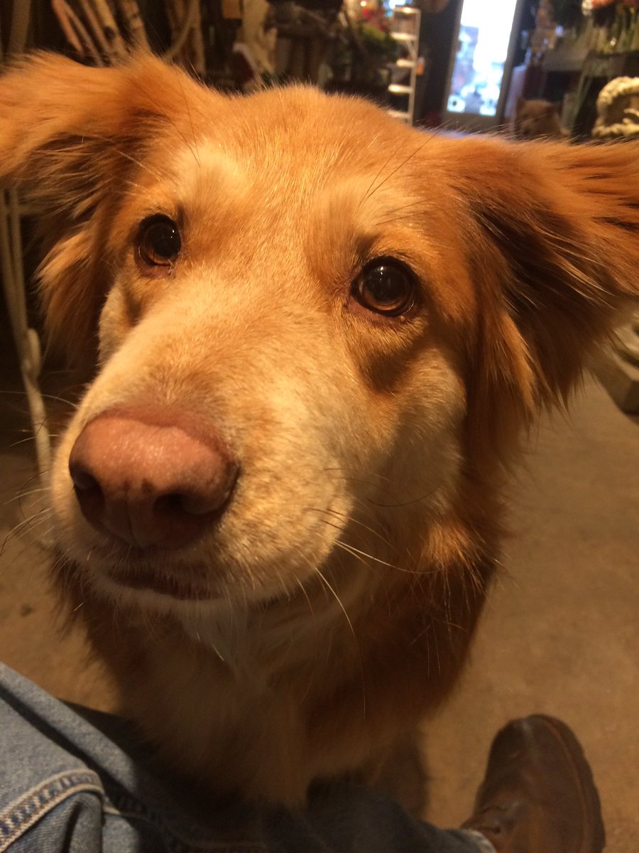 Need to warm up on this chilly day, stop into Blossoms Midtown and get a warm greeting from our newest team member Lilly.