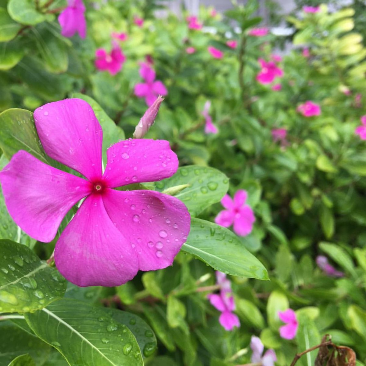 ProjetoHelpFly's tweet image. Últimas atualizações do Caíque (@GAMACAIQUE) em sua conta no Instagram.