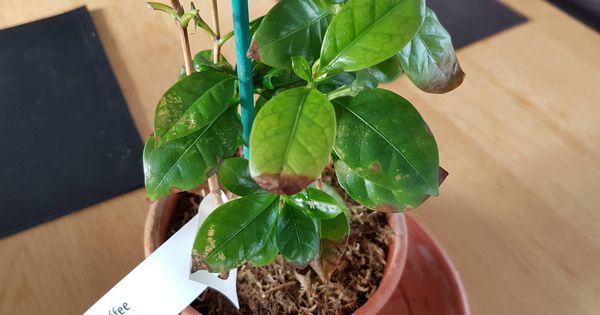 cookingscarlet's tweet photo. Brown spots on my arabica coffee plant leaves. Is there anything wrong? #gardening #garden #gardens #DIY #landscapi… https://t.co/ec1OeXWdGQ
