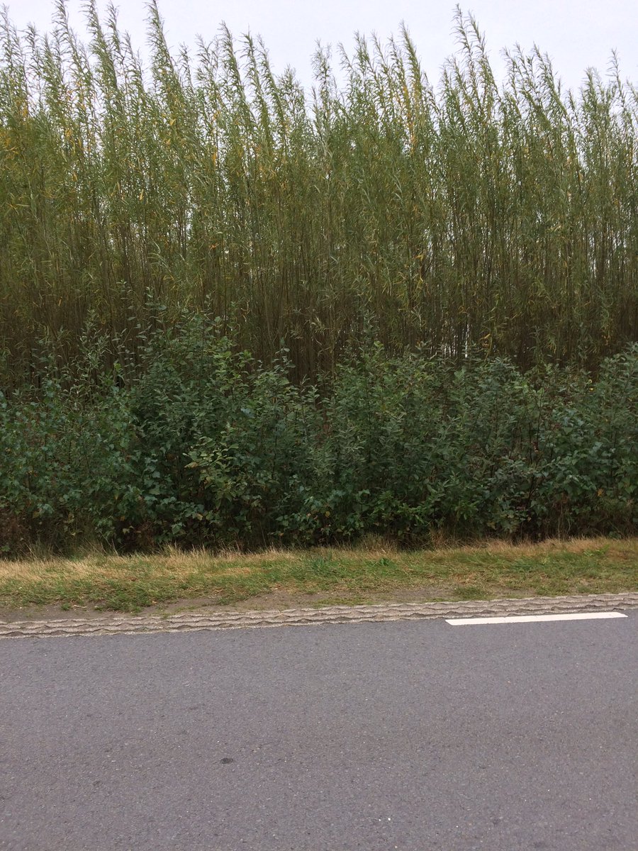 BorgmanBeheer's tweet photo. Kom kijken op 6 maart naar de 1e oogst #biomassa #korte omloop bos (KOB) te Wesepe. Demoproject #biomassalland oogt succesvol. https://t.co/v5uJ2gAV3P
