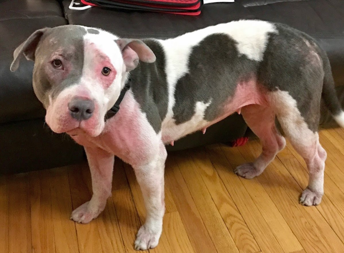 mrs_tini's tweet photo. @rachaelray I rescued "Dog". Chained, beaten, starved, bred and dumped. Her Vet said NO CHICKEN #Peak Open Range said "no chicken". It does. https://t.co/AYem743rcO
