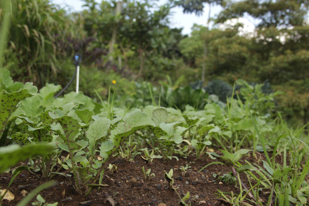 RedHuerteros's tweet photo. #YoaportoalAire apoyando la agroecología y las huertas urbanas. #SiembraxelcuidadodelaVida #FelizMiercoles https://t.co/oUo1pdACDk