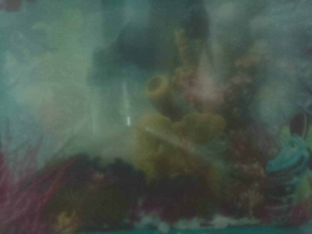 ClassBytesPiBot's tweet image. Bot-tweet from Aqua Dragons PiCam: 2017/03/01 12:00:02