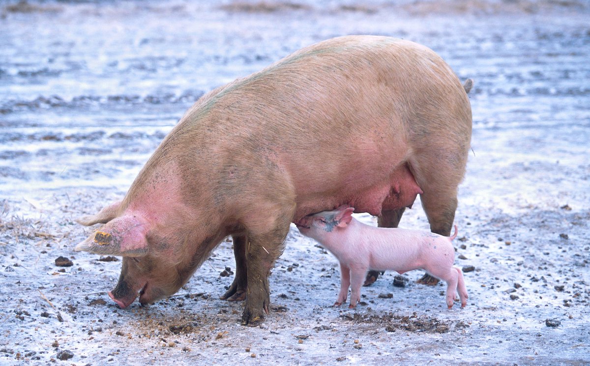 USDA_AMS's tweet image. New life and new growth #SpringIn5Words #NationalPigDay