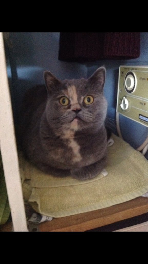 OrlaghtheCat's tweet photo. @wingyscouts! We need you on the case to find Orla the missing cat- lost in Wingerworth #haveyouseenOrla #missing #Wingerworth https://t.co/0QXQqIxqNa