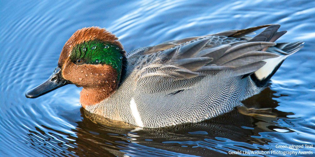 audubonsociety's tweet photo. Male Green-winged Teals have a whistle-like call that is decidedly non-ducklike. Listen in:  https://t.co/byhcEdyjJg https://t.co/wdmvbJMHFk