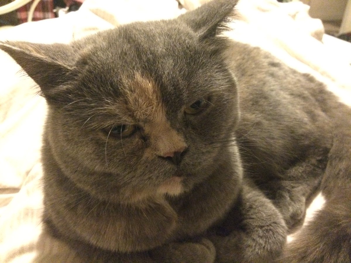 OrlaghtheCat's tweet photo. @WWobblers please can you keep an eye out for a grey cat with a cream stripe on her face...missing in Wingerworth https://t.co/7fdIuvX586